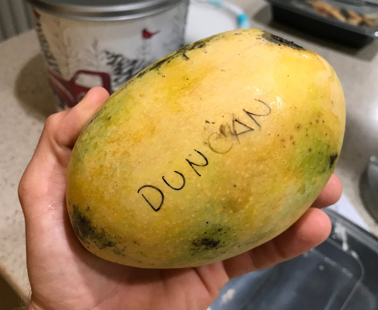Mango Tree ‘Duncan’