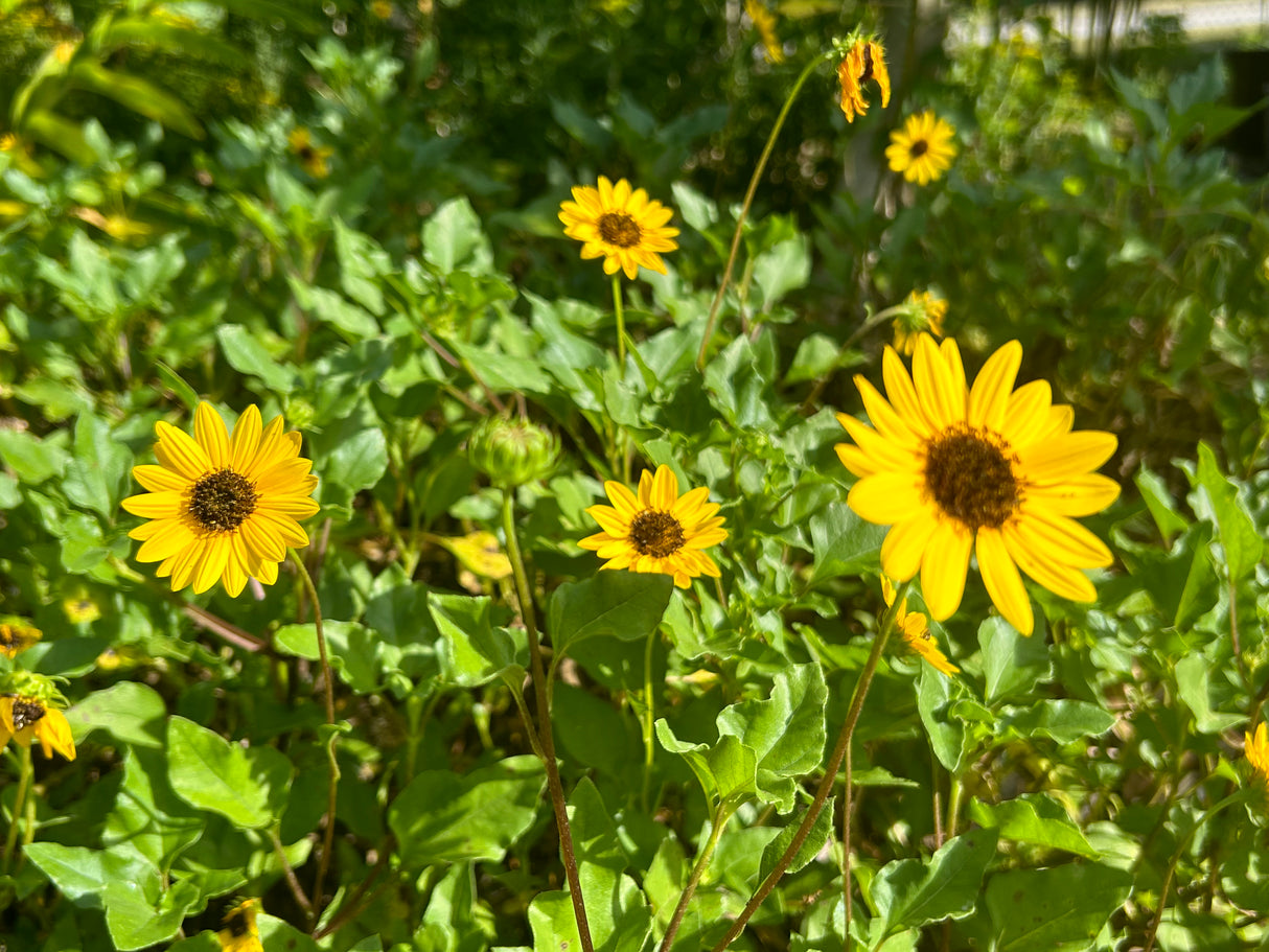 Dune Sunflower