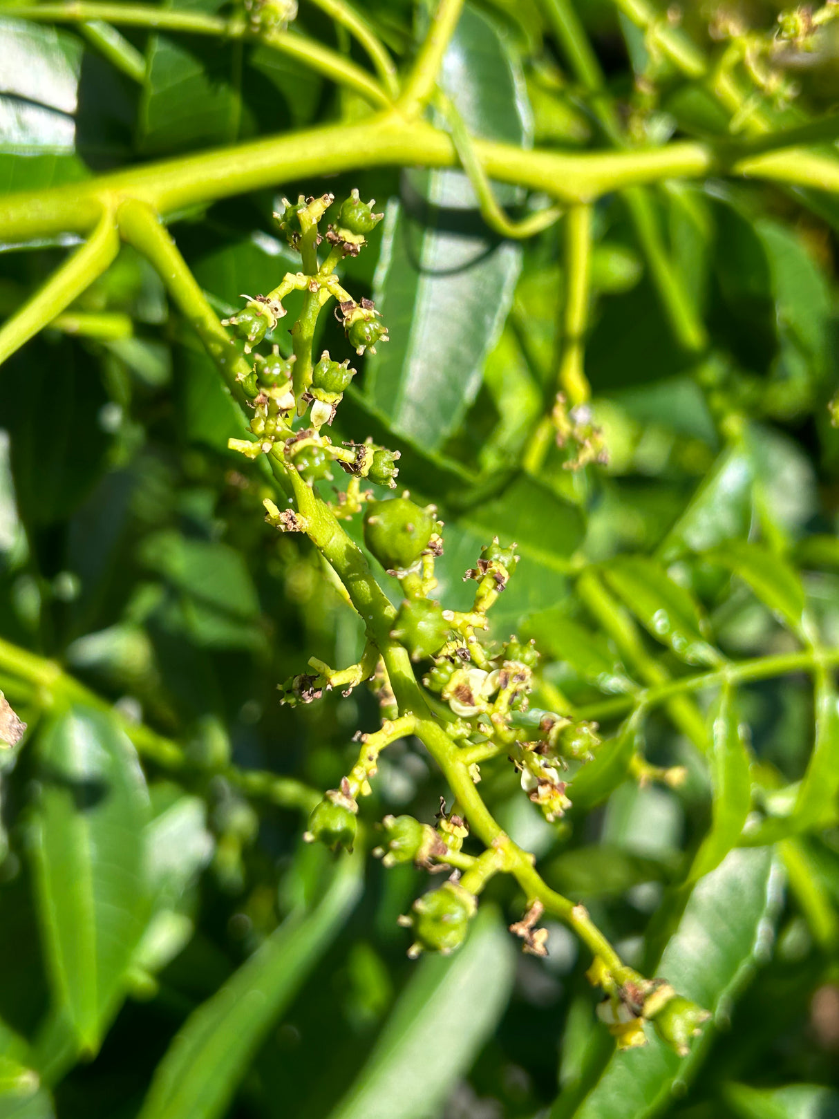June Plum Tree (Dwarf)
