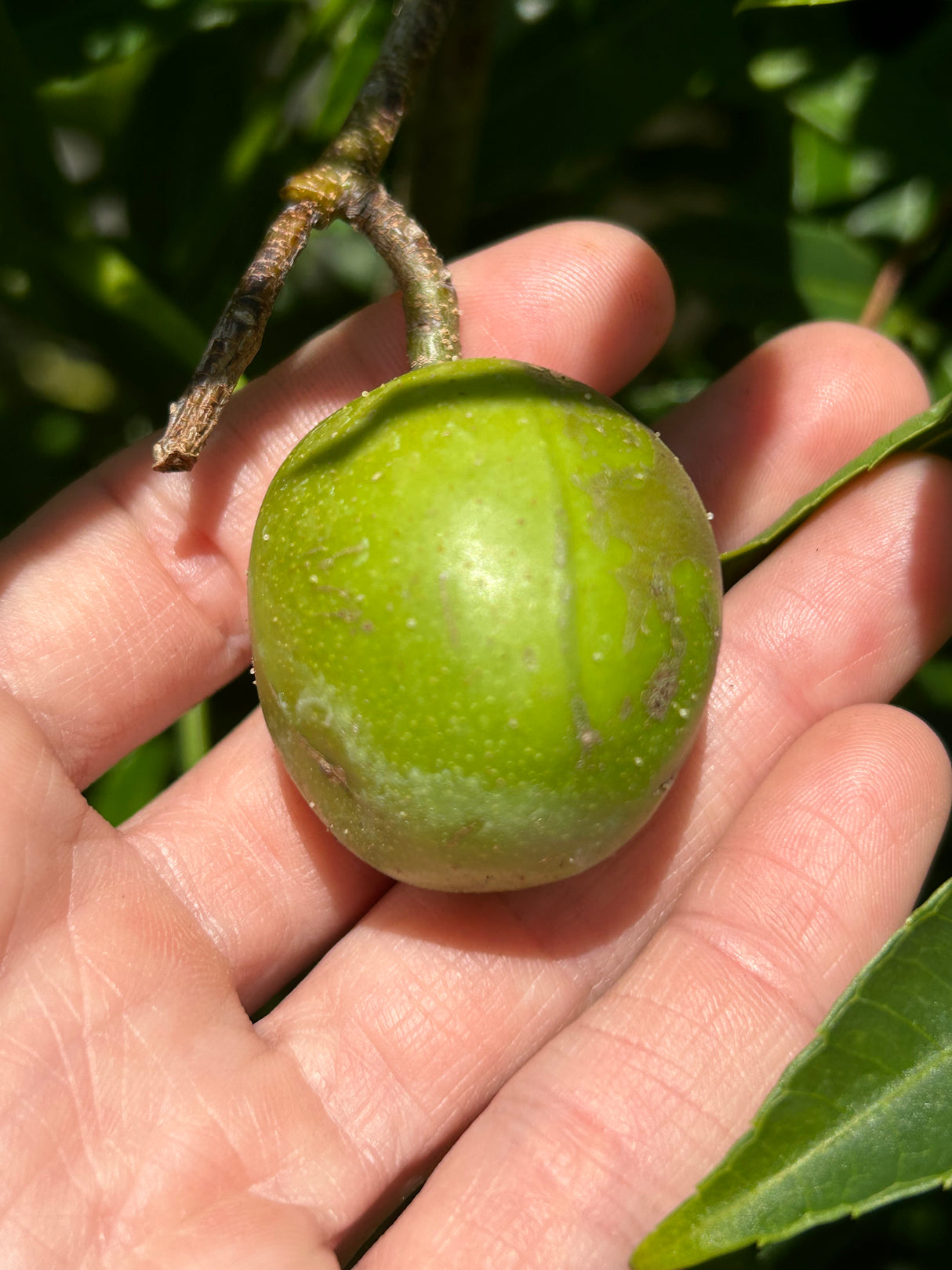 June Plum Tree (Dwarf)