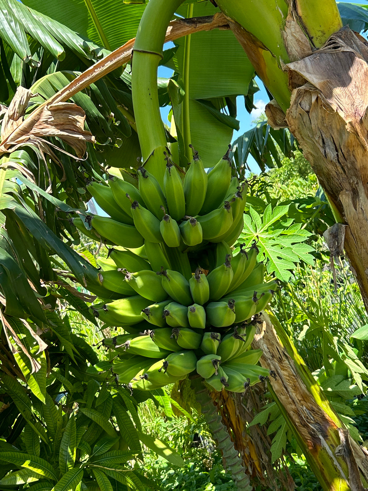 Banana Plant 'Dwarf Orinoco'