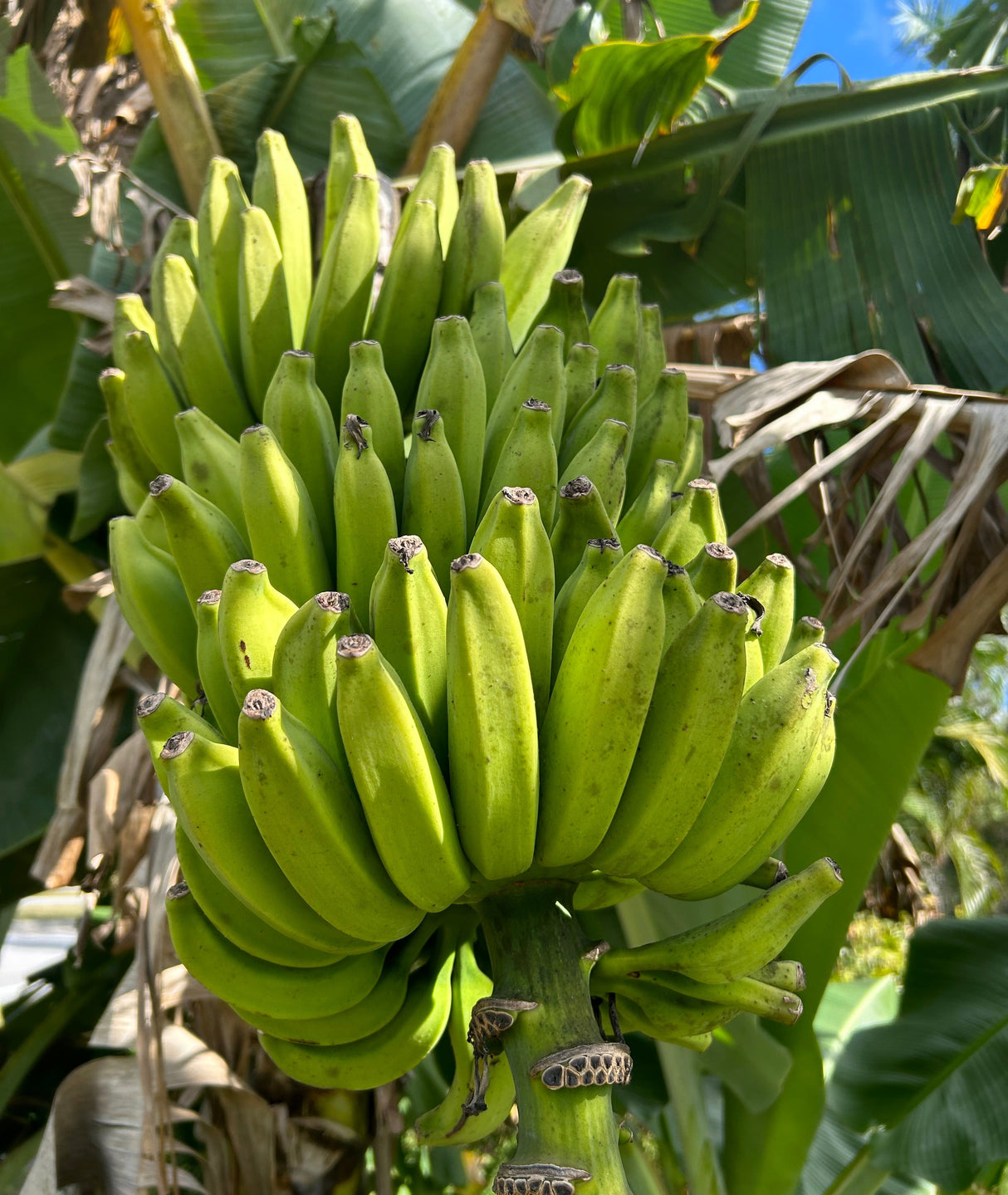 Banana Plant 'Dwarf Brazilian'