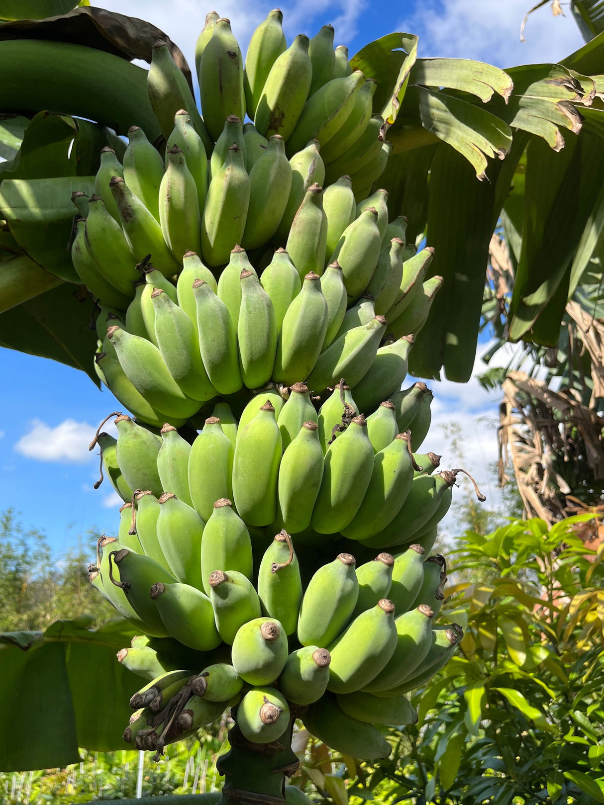 Banana Plant 'Dwarf Namwa'