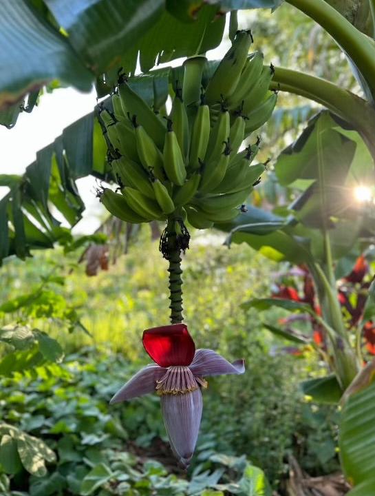 Banana Plant 'Dwarf Orinoco'