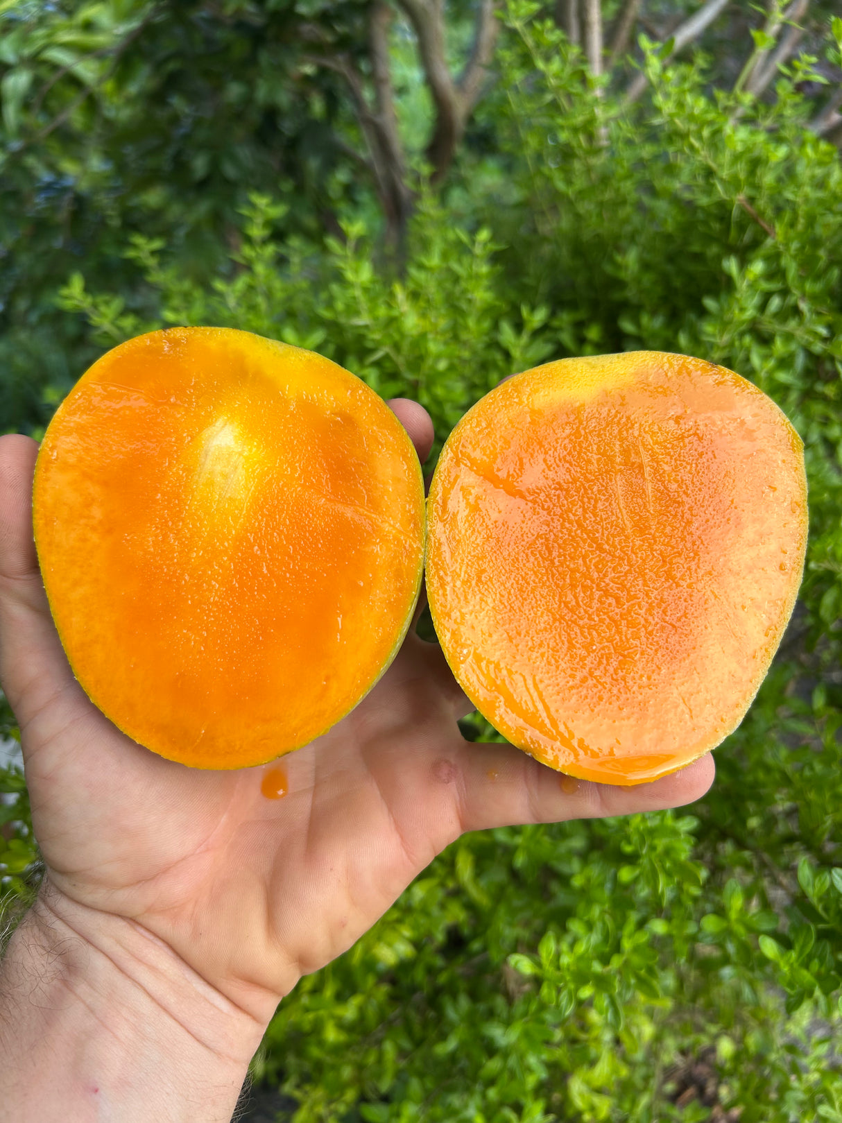 Mango Tree ‘Edgar’