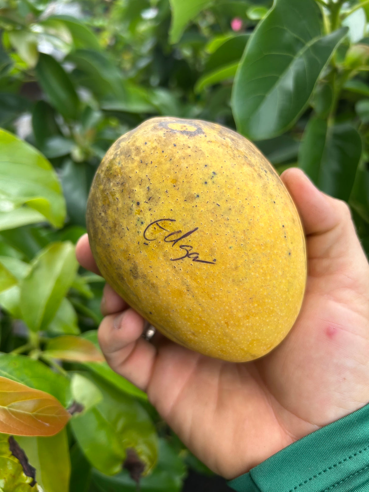 Mango Tree ‘Edgar’