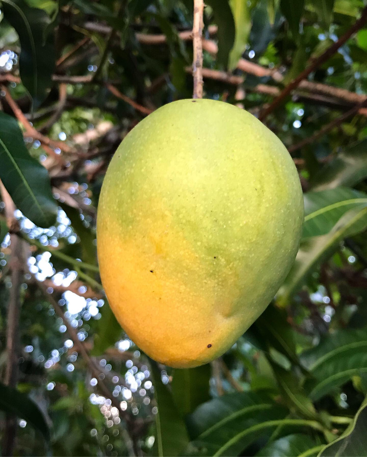 Mango Tree ‘Edward’
