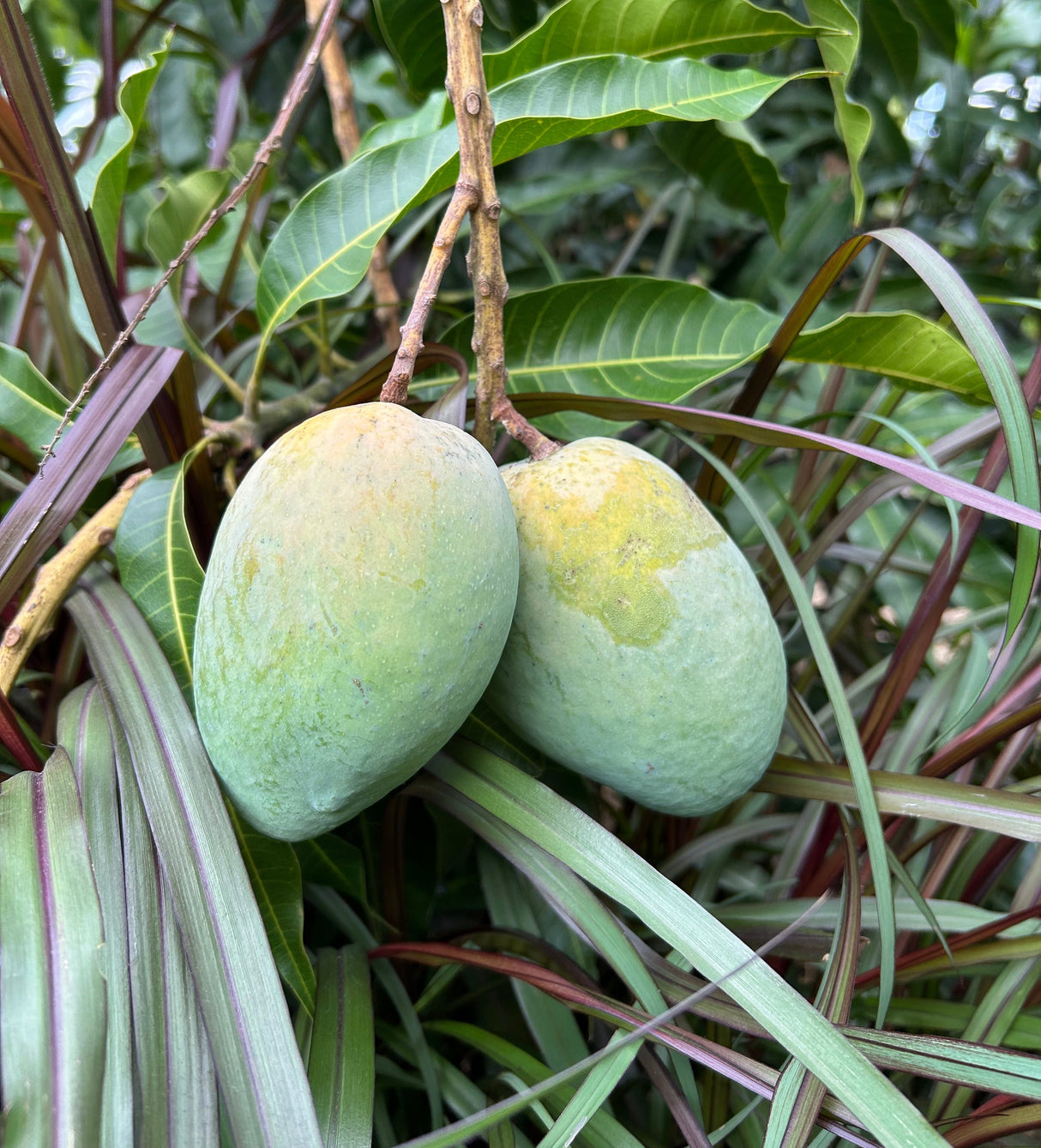Mango Tree ‘Edward’