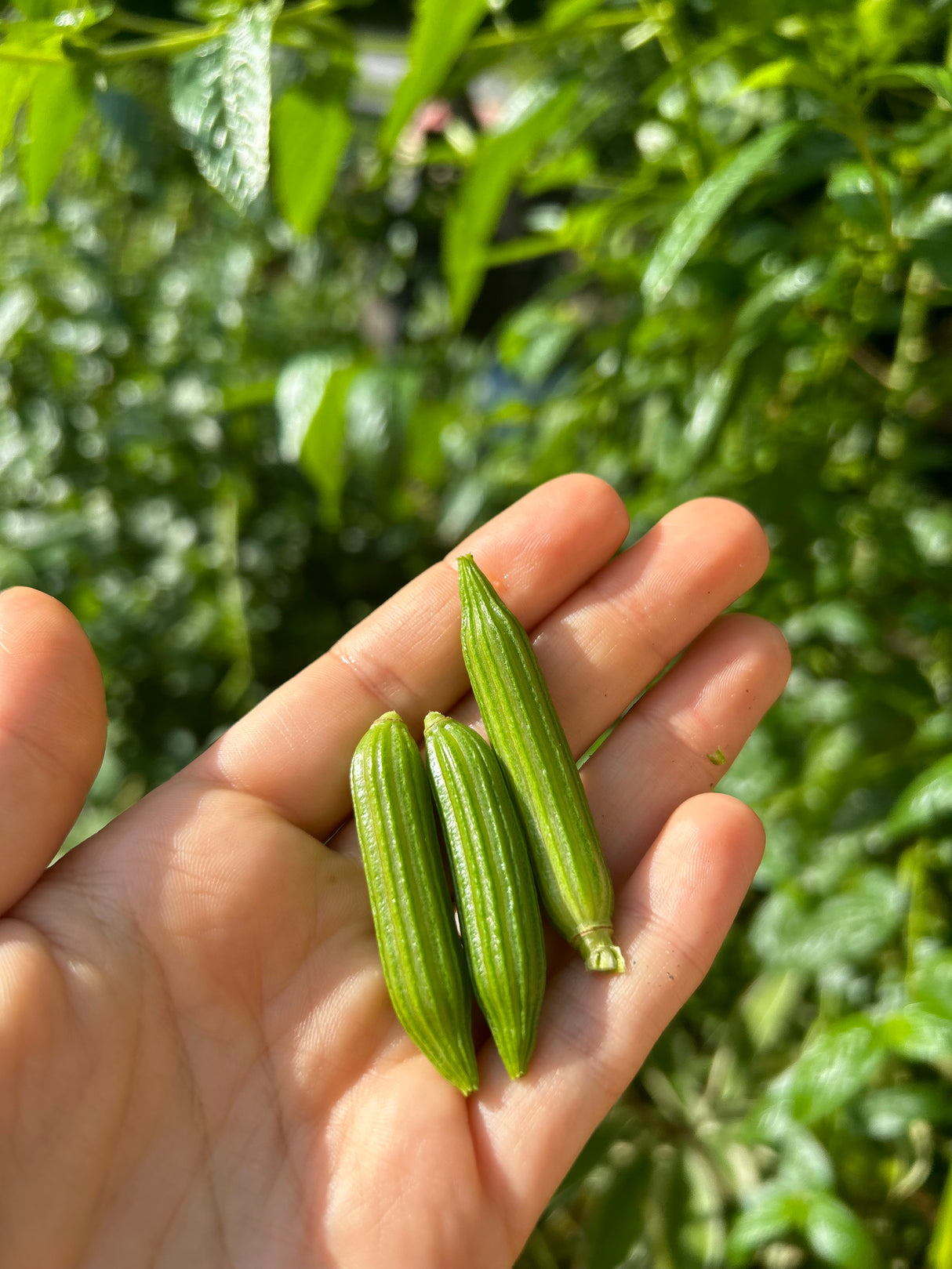 Egyptian Spinach Plant