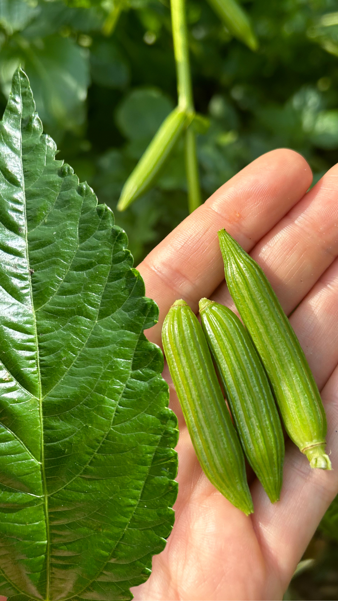 Egyptian Spinach Plant