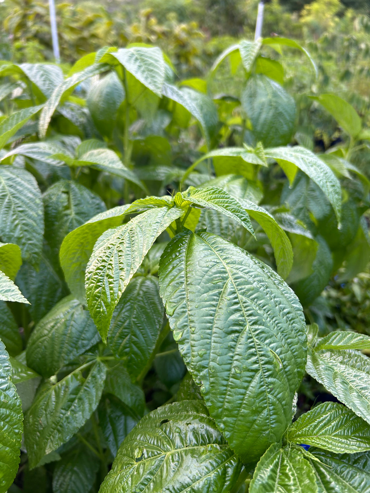 Egyptian Spinach Plant