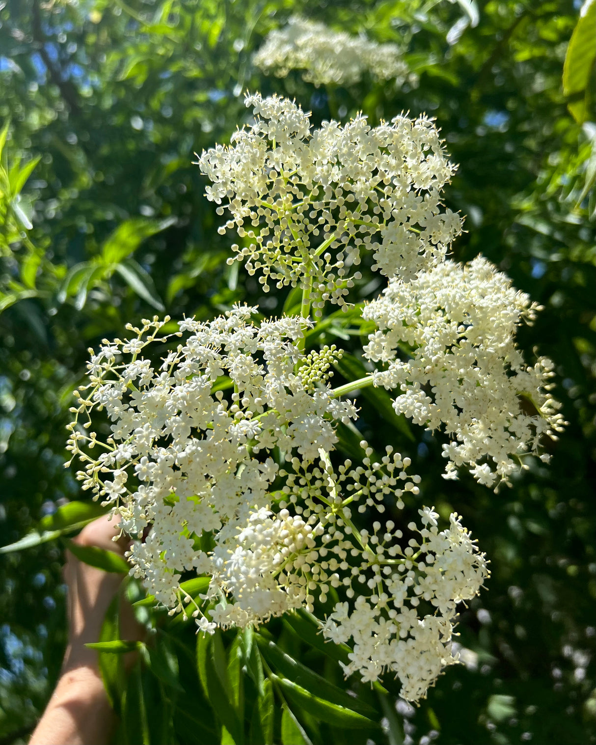 Elderberry Bush