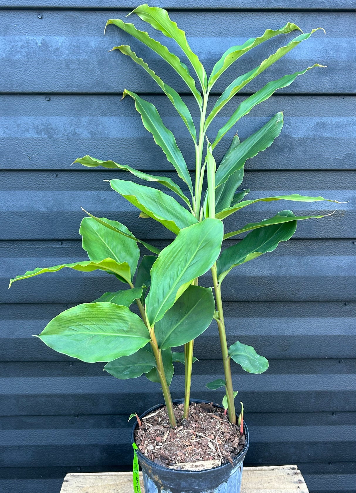 Ethiopian Cardamom