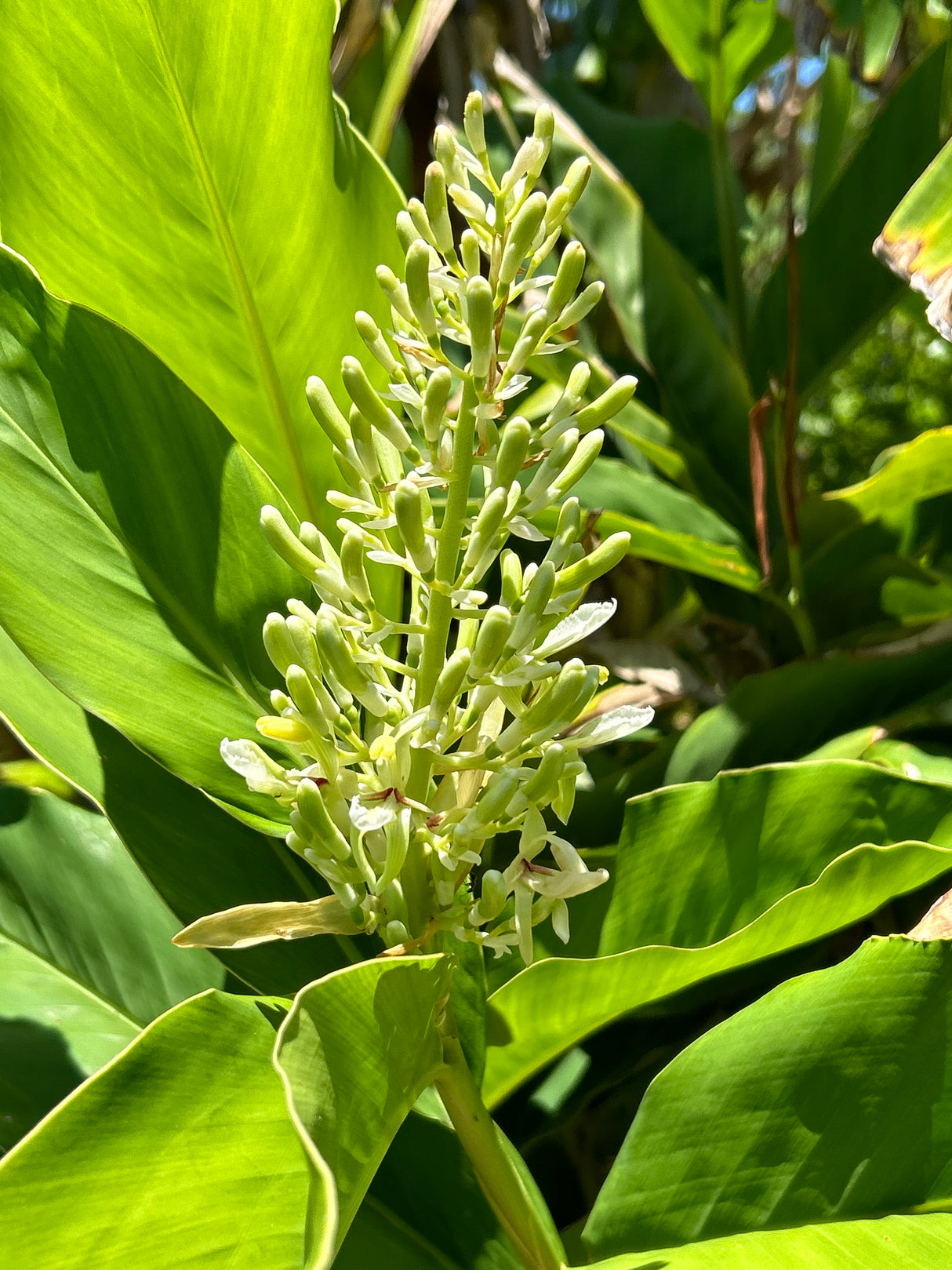 Ethiopian Cardamom