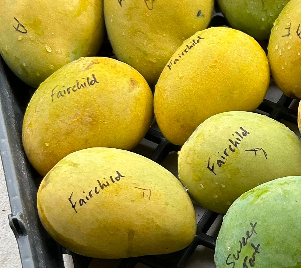 Mango Tree ‘Fairchild’