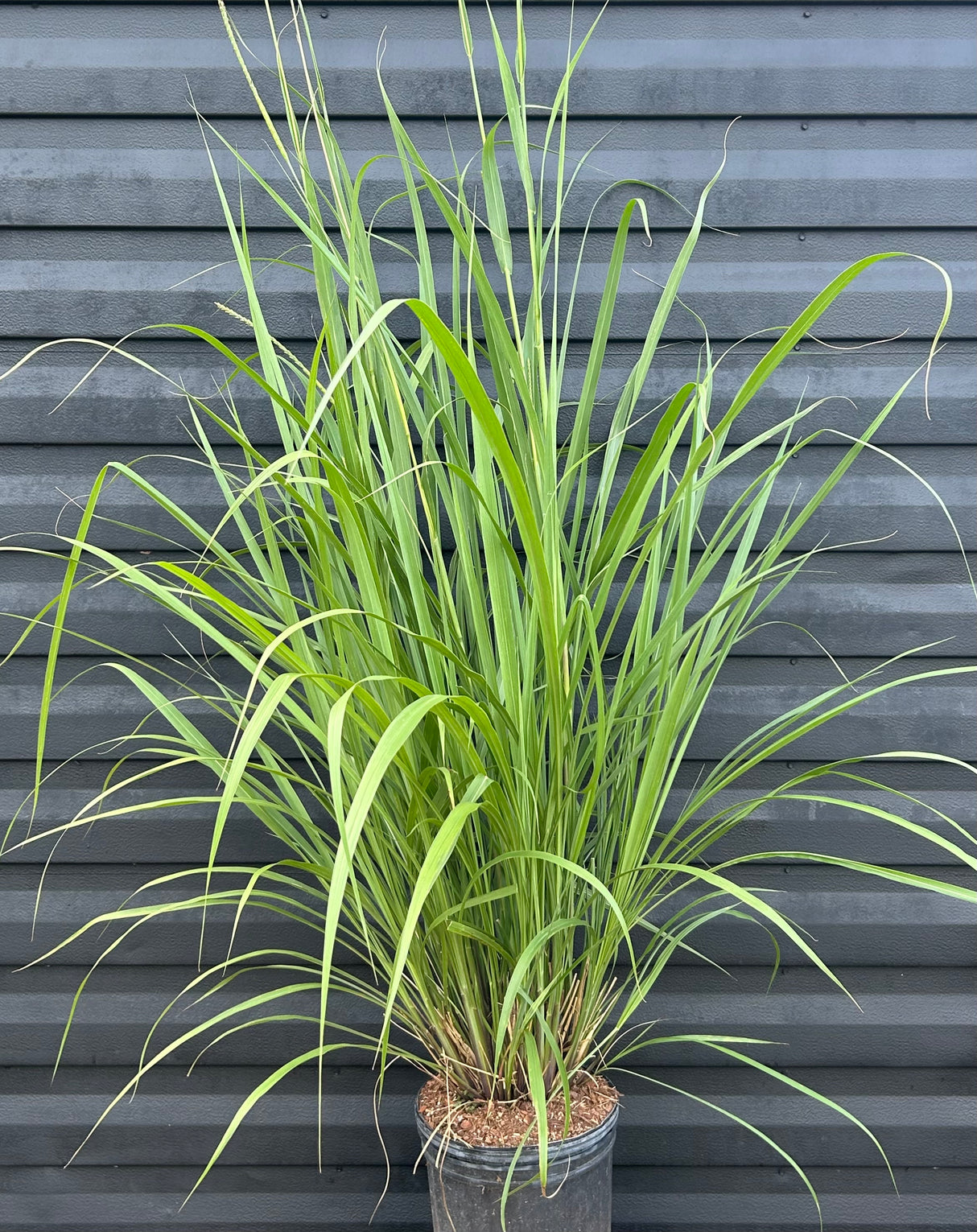 Fakahatchee Grass