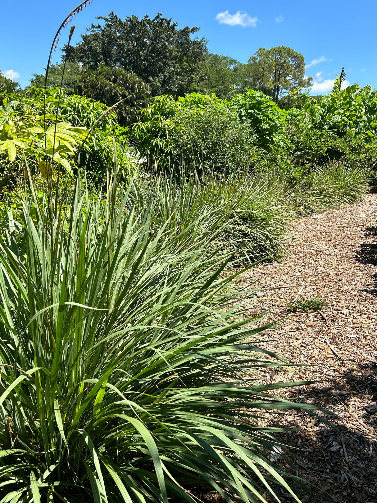 Fakahatchee Grass