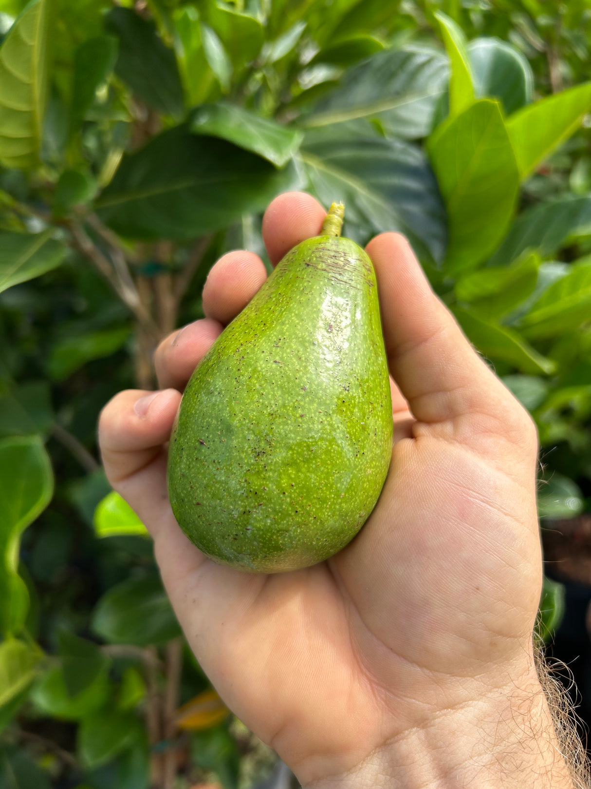 Avocado Tree ‘Fantastic’