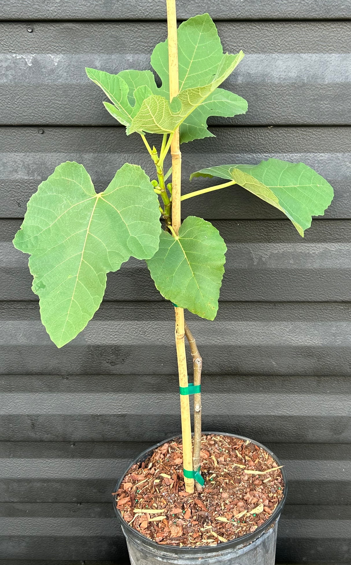 Fig Tree ‘Black Mission’