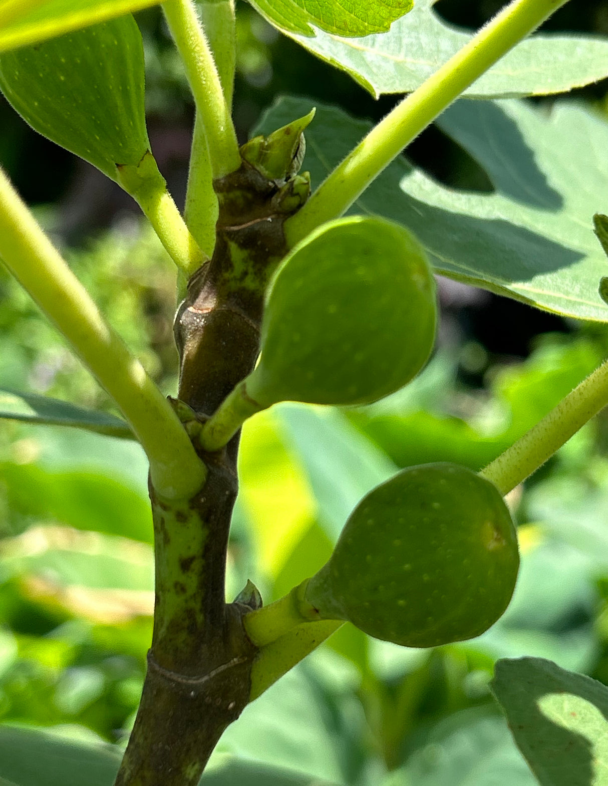 Fig Tree ‘Brown Turkey’