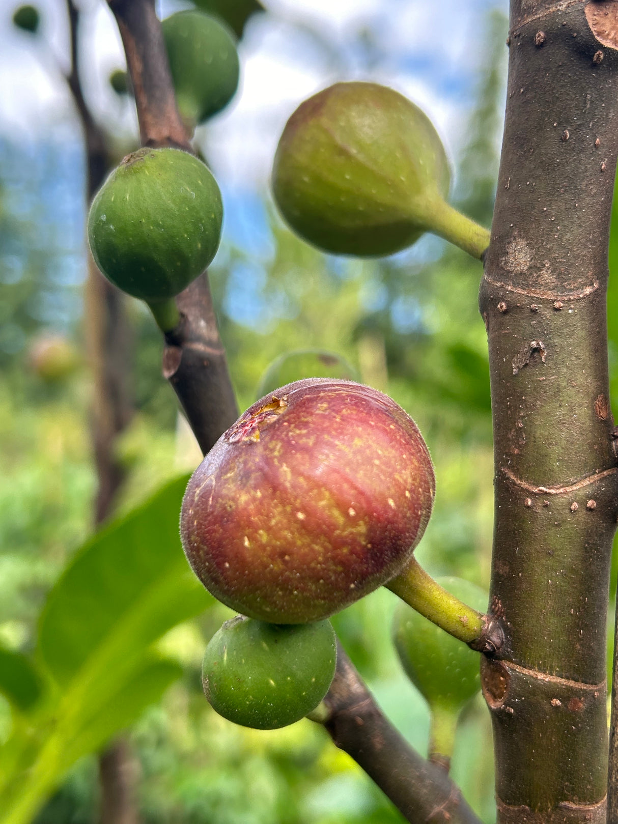 Fig Tree ‘Chicago Hardy’