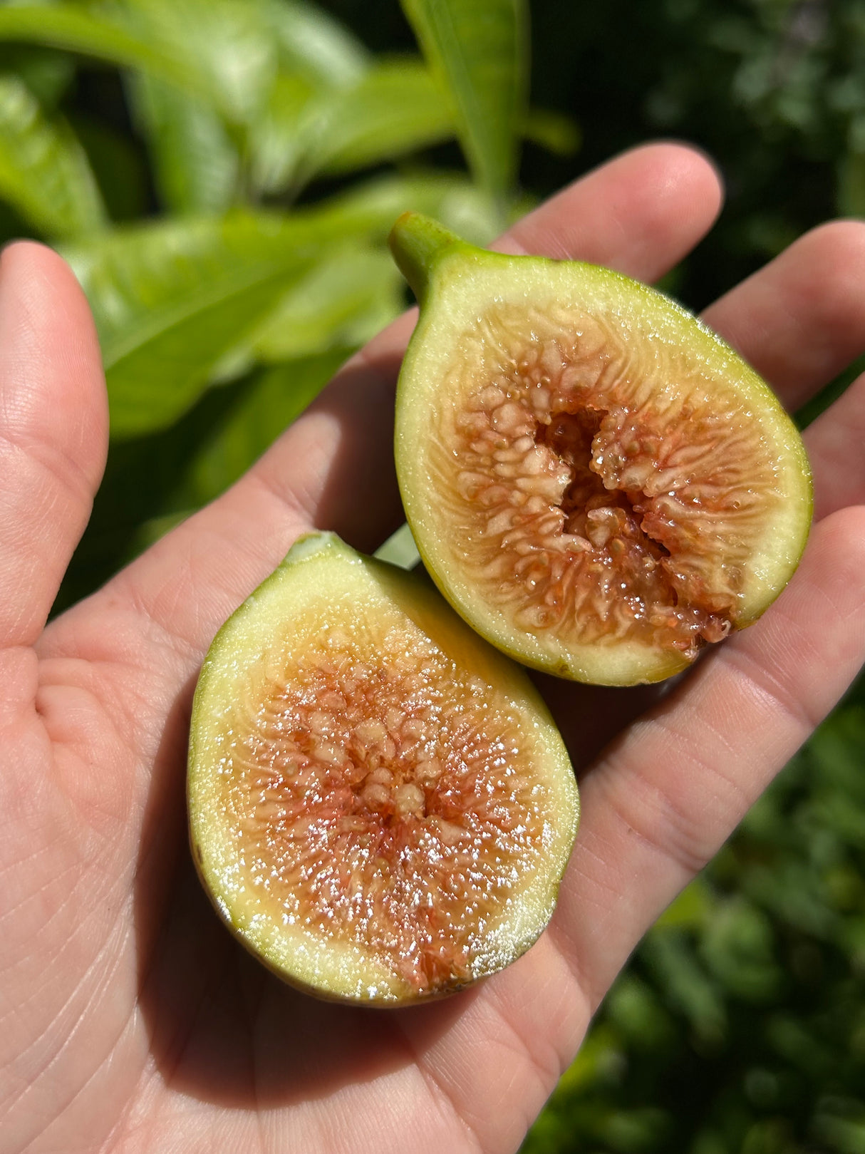 Fig Tree ‘Flanders'