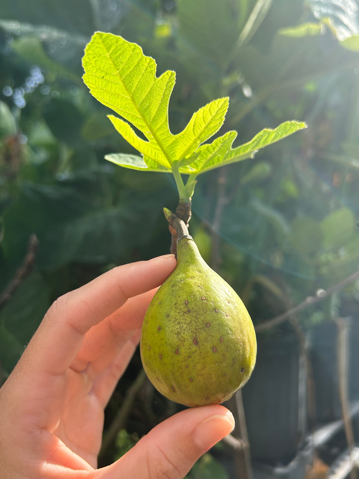 Fig Tree ‘Flanders'