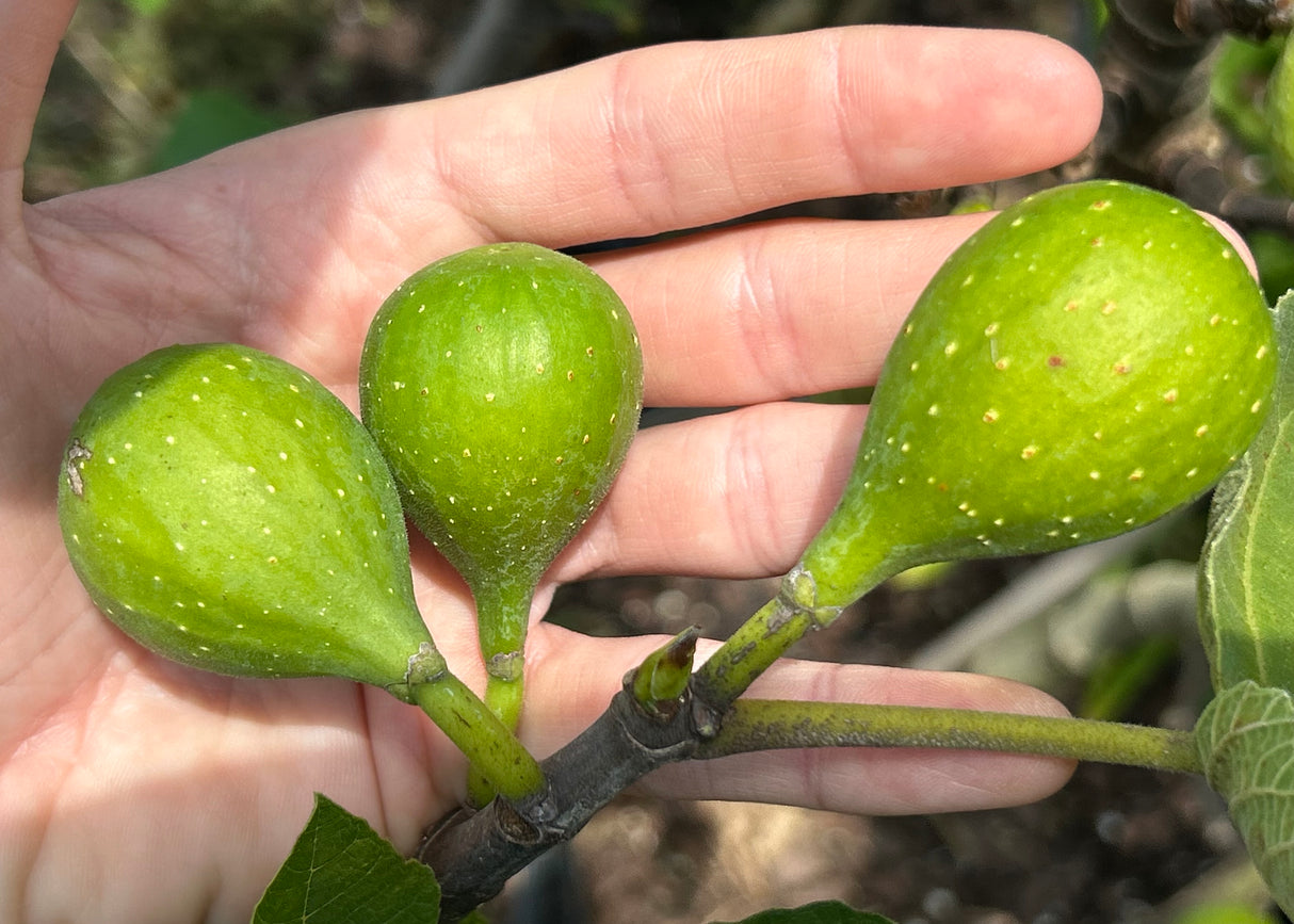 Fig Tree ‘Flanders'
