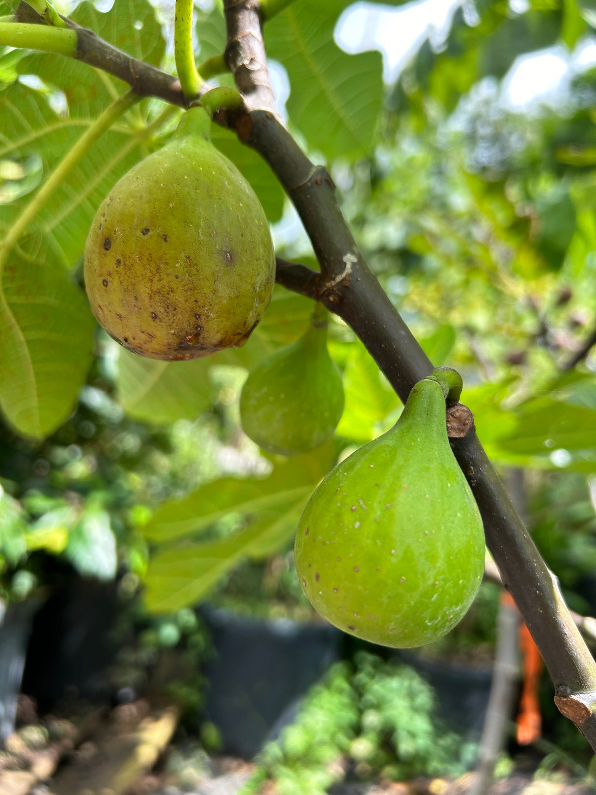 Fig Tree ‘Flanders'