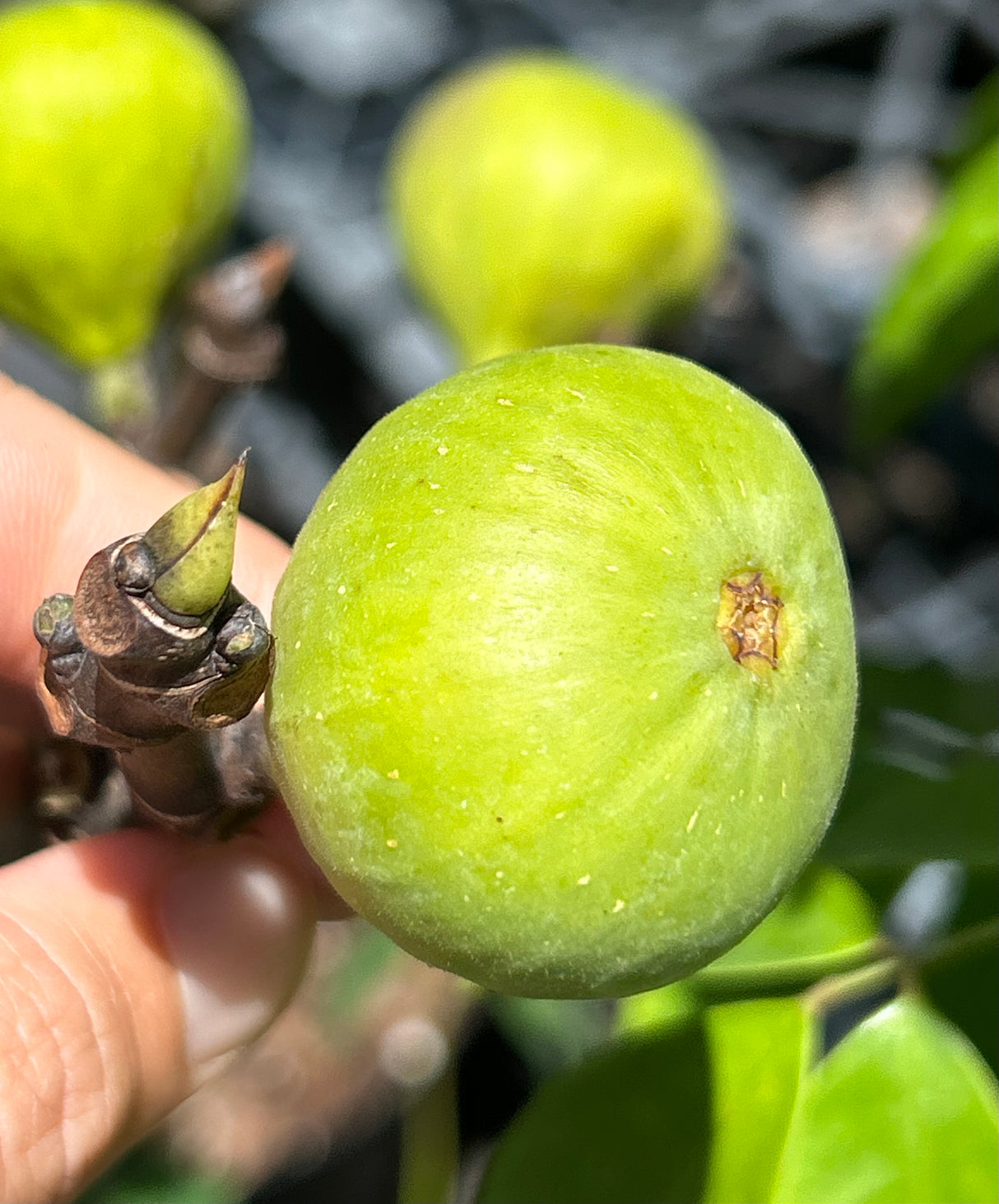 Fig Tree ‘Italian 258'