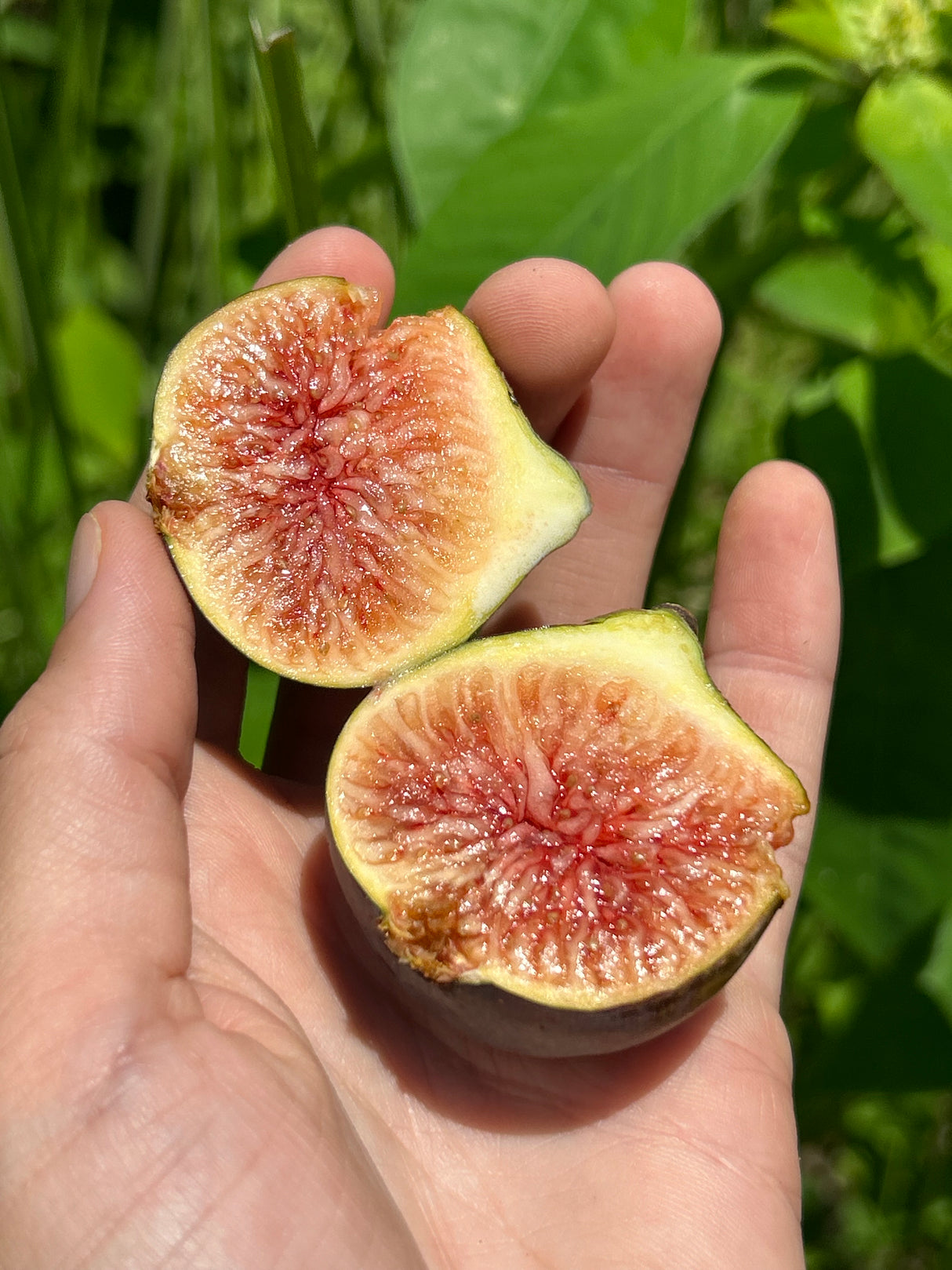 Fig Tree ‘Italian 258'