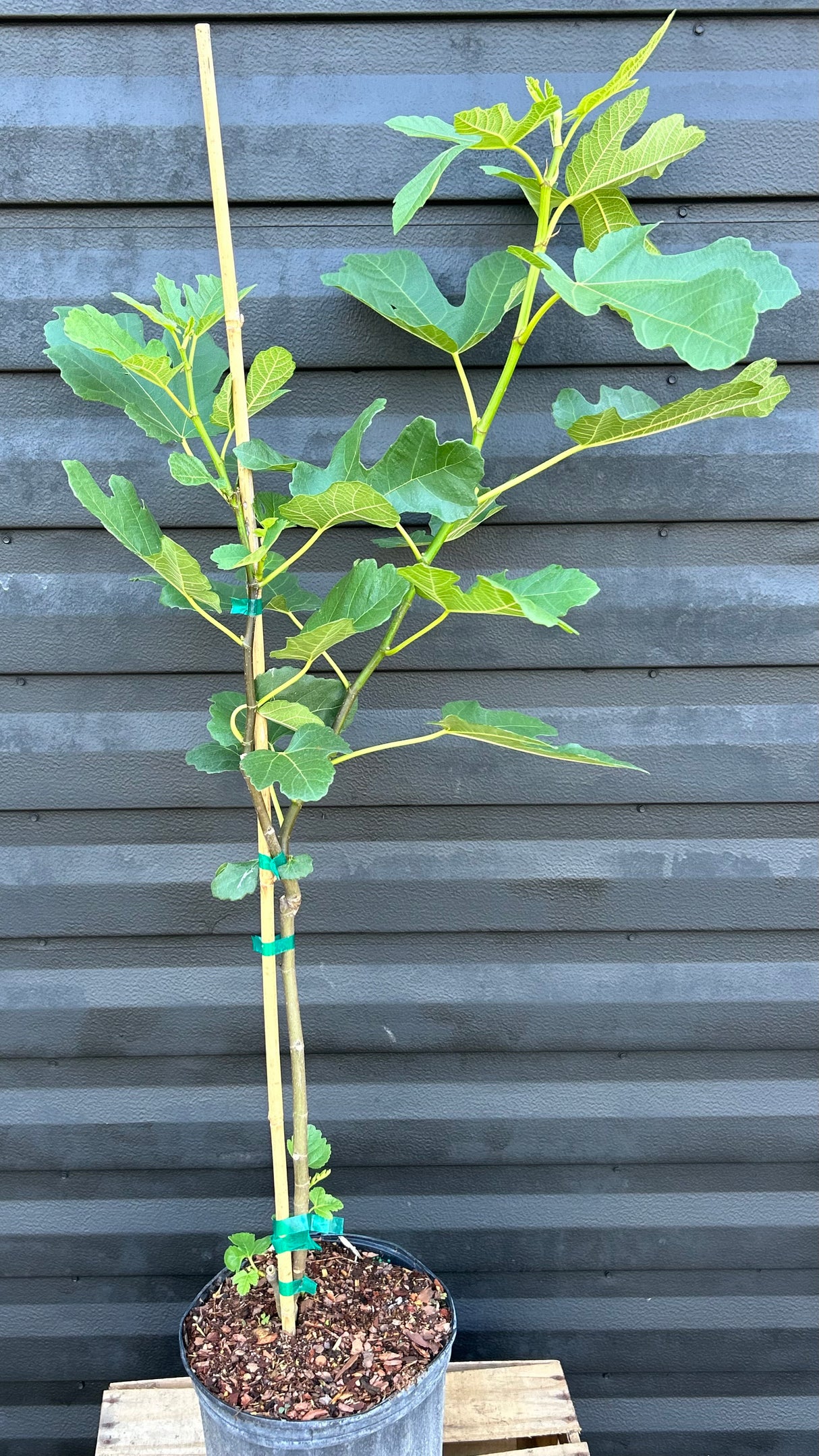 Fig Tree ‘Lattarula' aka 'Italian Honey'