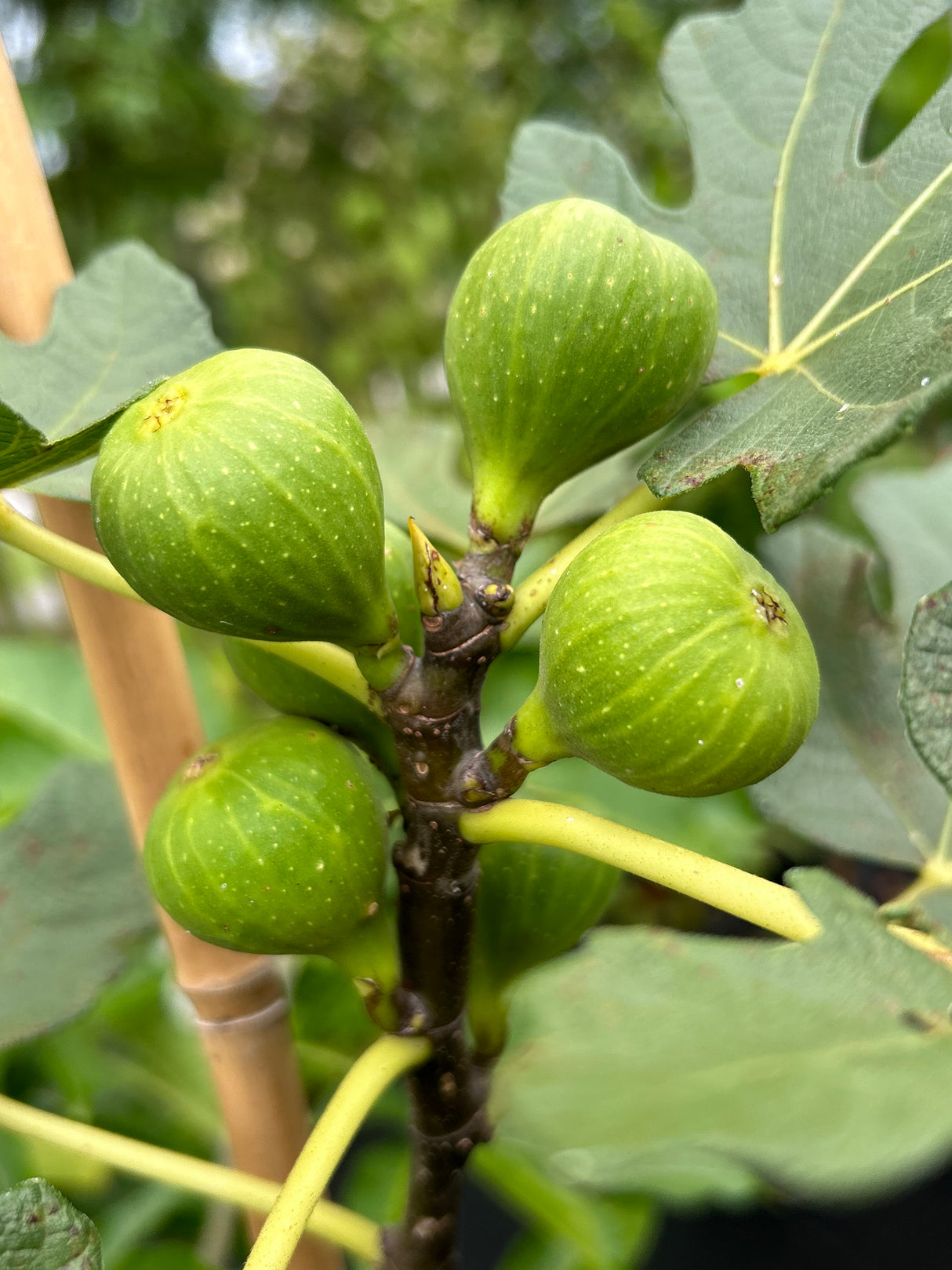 Fig Tree ‘Lattarula' aka 'Italian Honey'