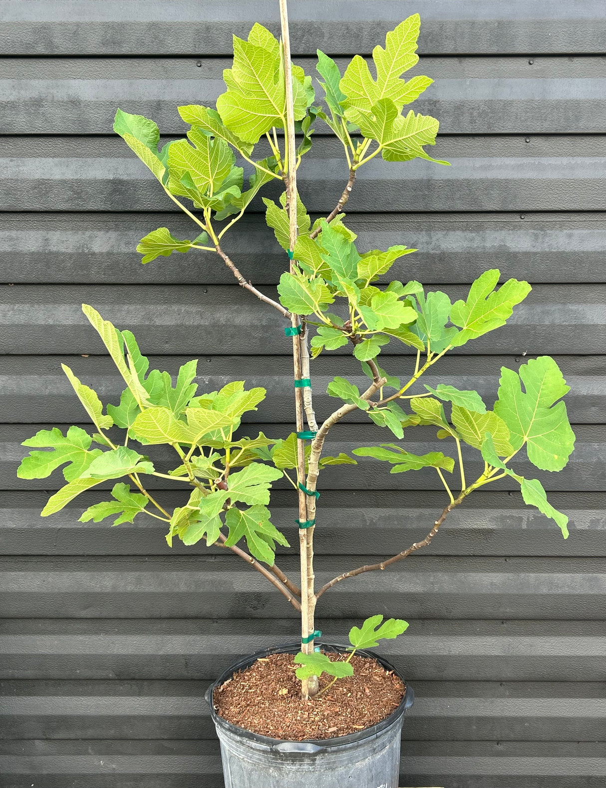 Fig Tree ‘Texas Everbearing'