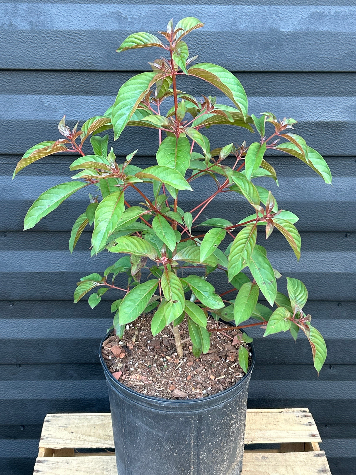 Firebush Plant
