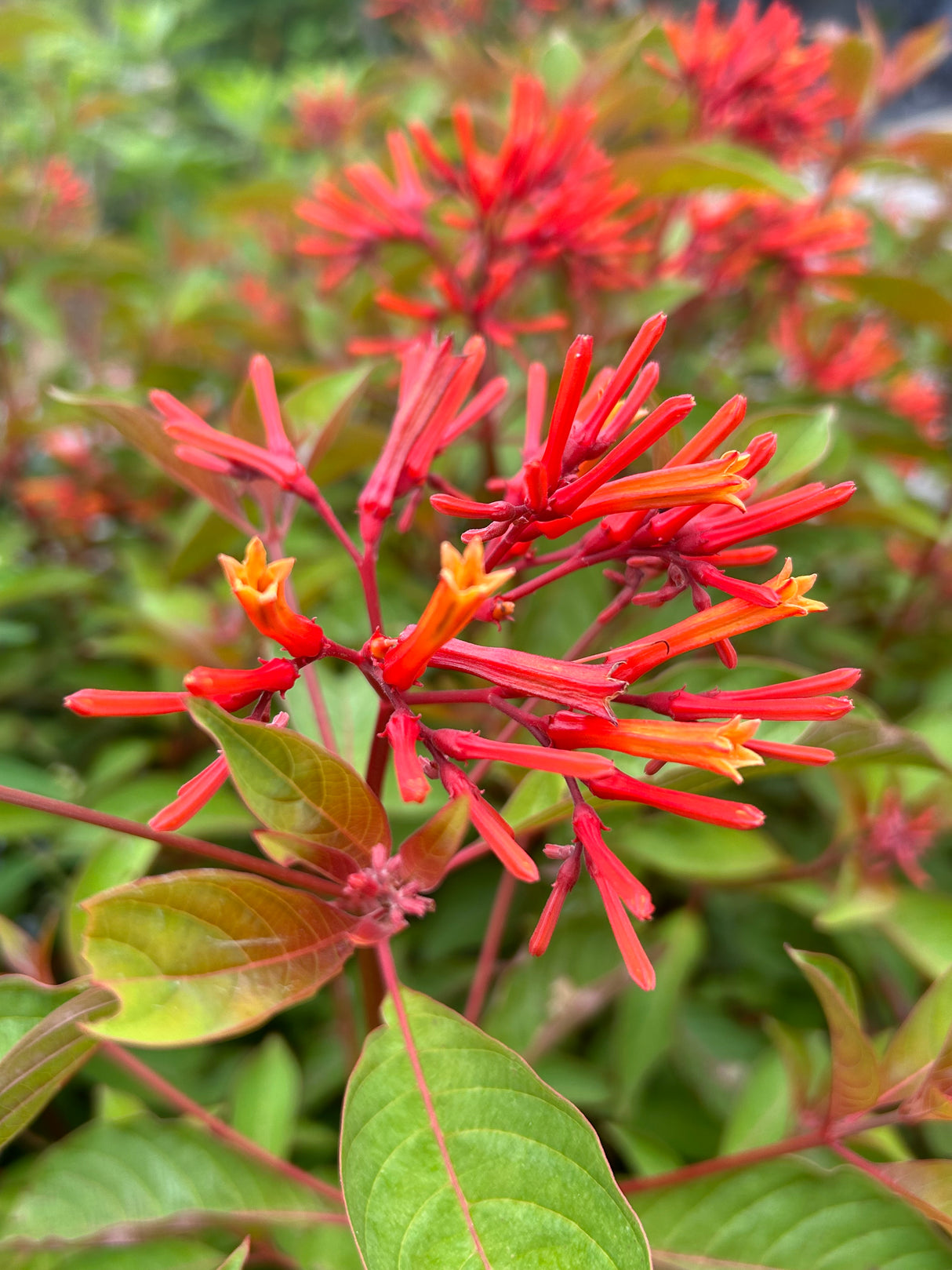 Firebush Plant