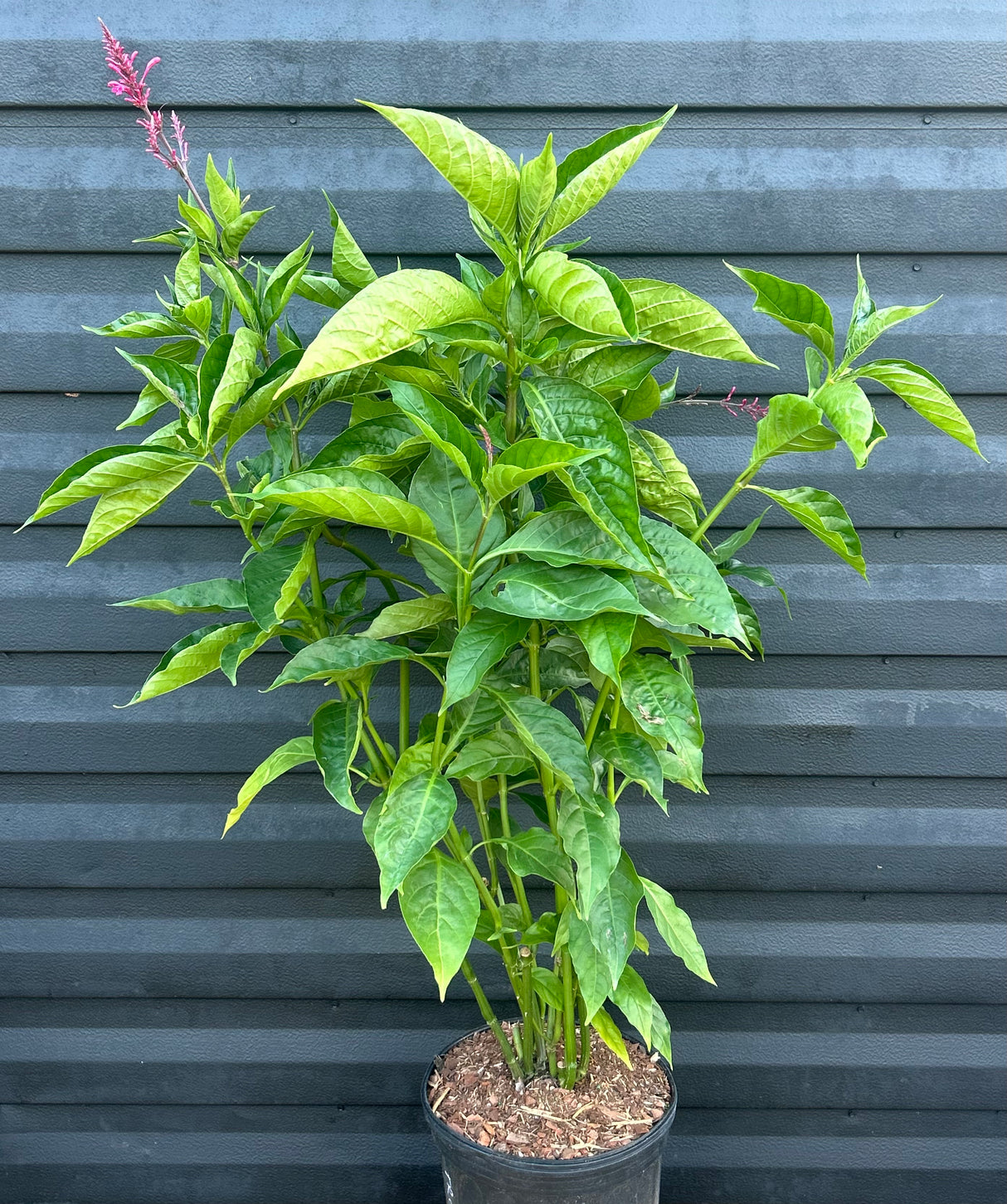 Firespike Plant