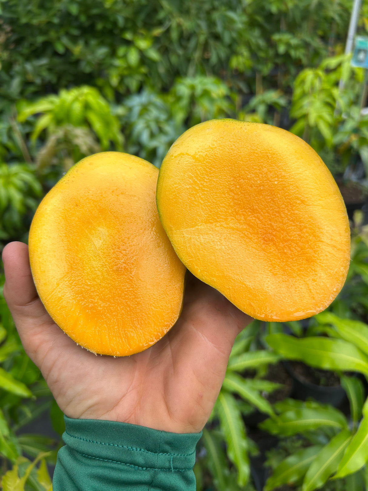 Mango Tree ‘Fruit Cocktail’