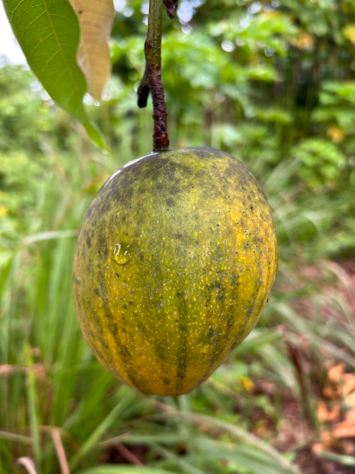 Mango Tree ‘Fruit Cocktail’