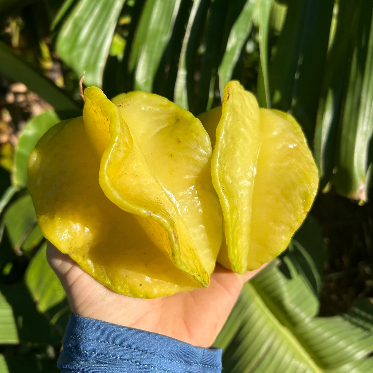 Carambola (Starfruit) Tree 'Fwang Tung'