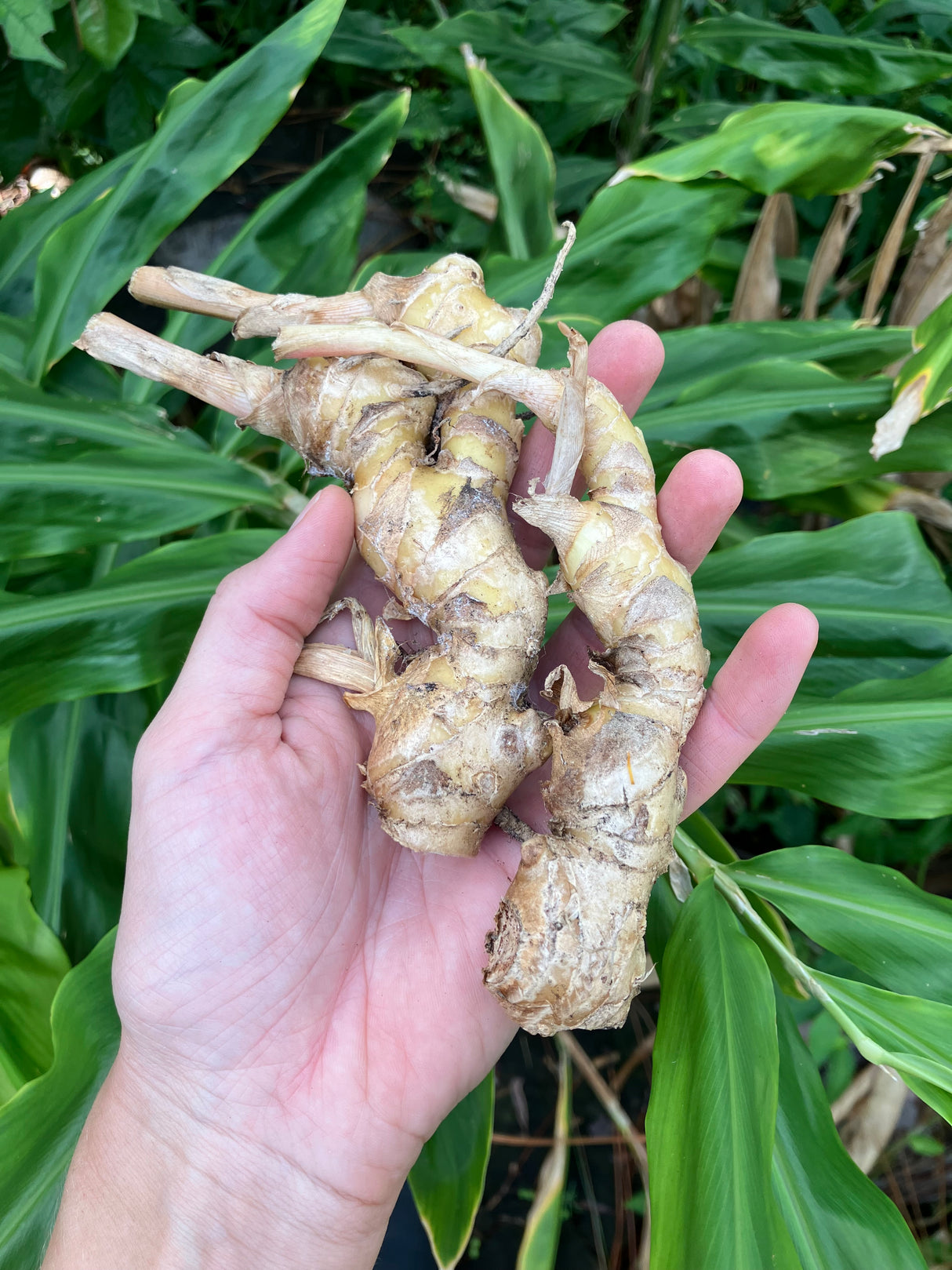 Galangal Plant ‘Lesser’
