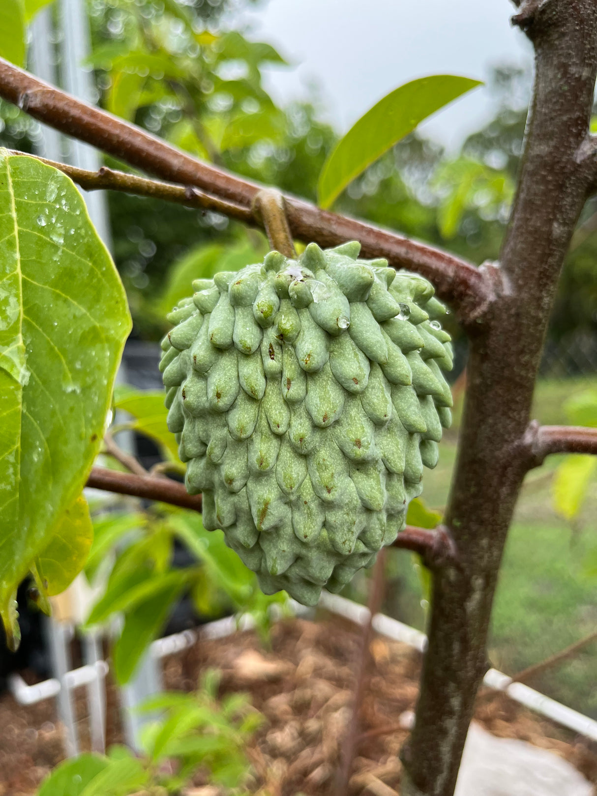 Atemoya Tree 'Geffner'