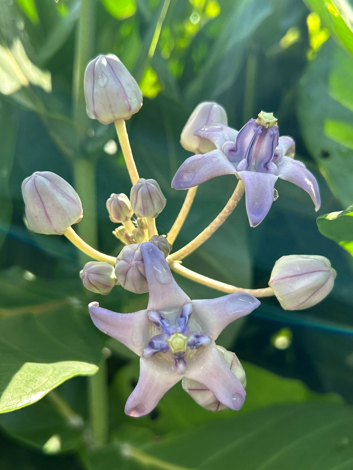 Giant Milkweed Plant
