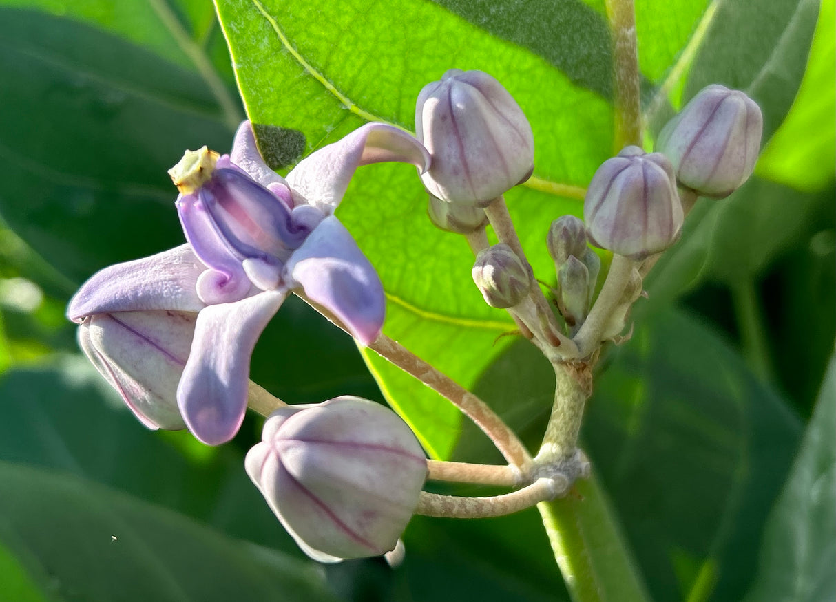 Giant Milkweed Plant