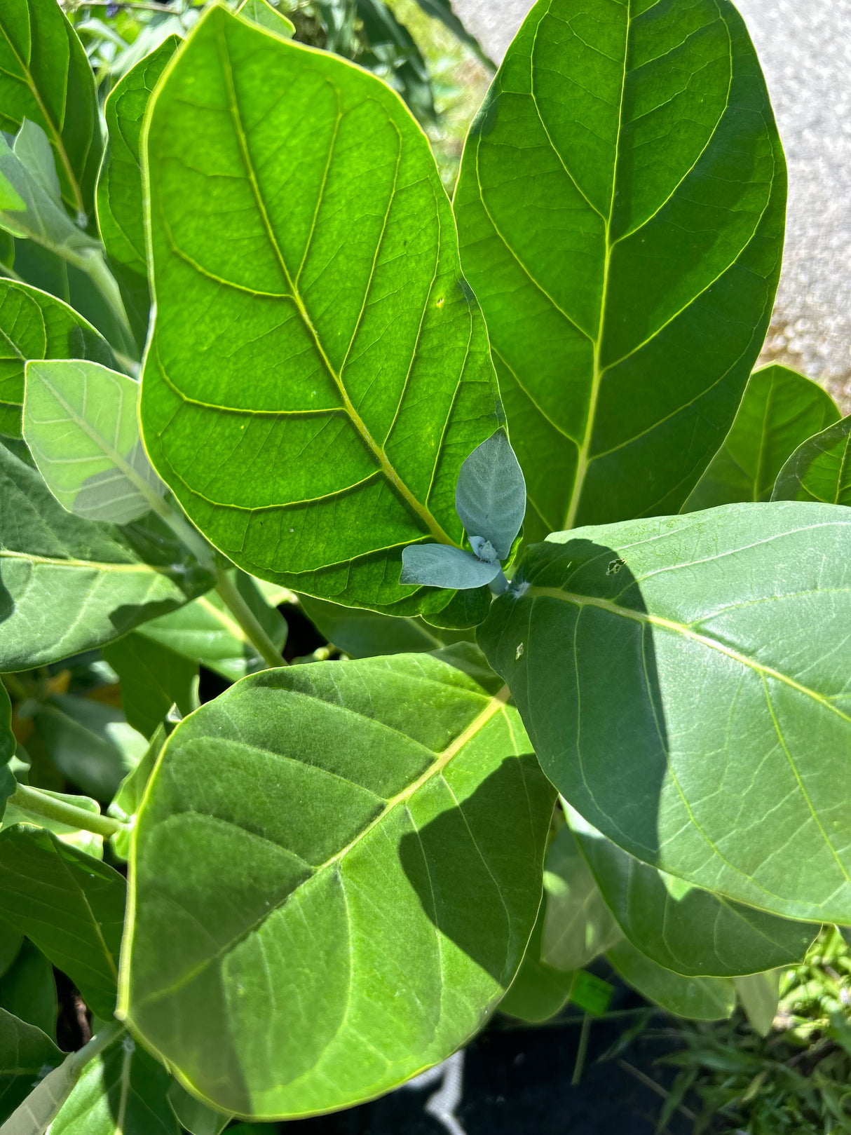 Giant Milkweed Plant
