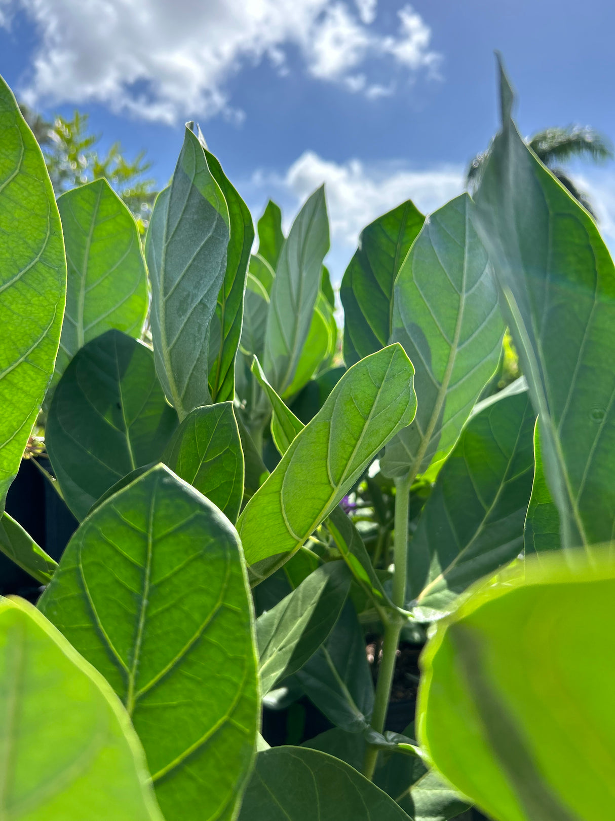 Giant Milkweed Plant