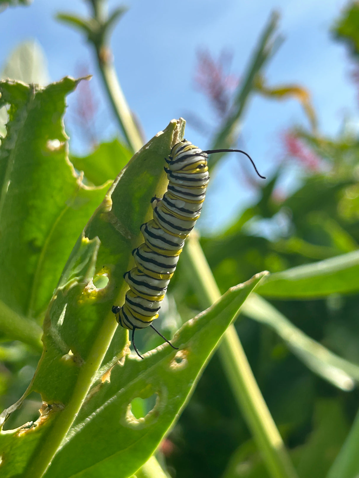 Giant Milkweed Plant