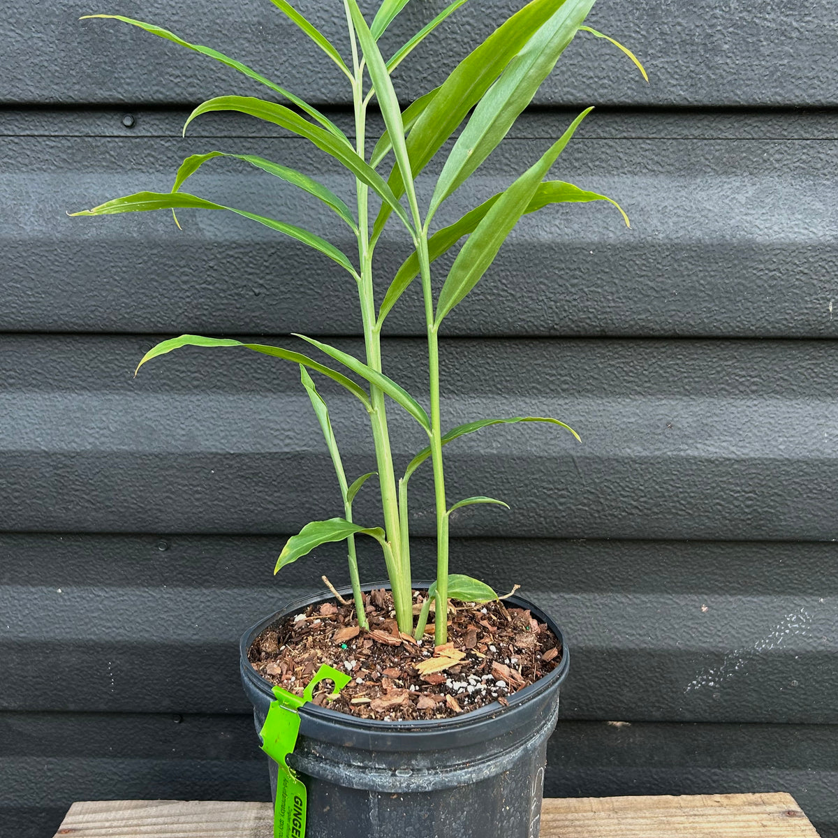 Ginger Plant – Incredible Edible Landscapes