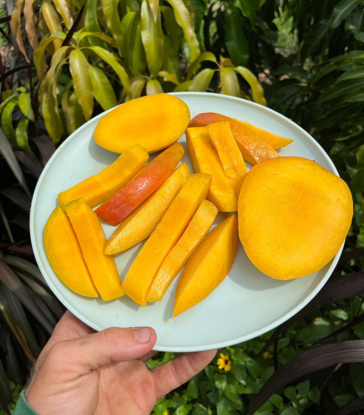Mango Tree ‘Glenn’