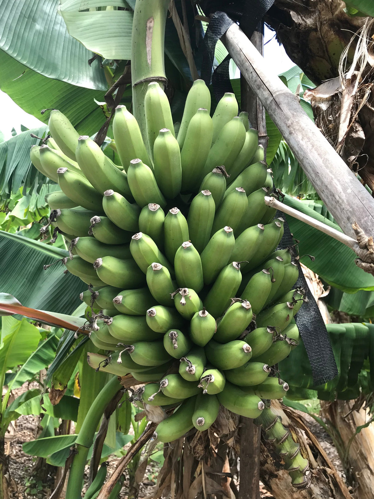 Banana Plant 'Goldfinger' (FHIA-01)